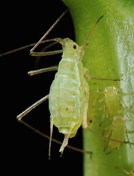 Aphids: Identifying & Preventing Aphids in Your Garden