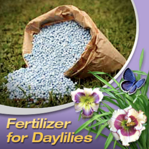 Australian fertiliser for daylilies