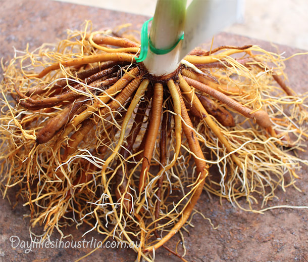 Daylily Roots on Daylilies Australia.