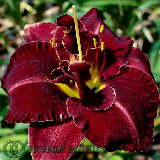 Double-Daylilies (1)