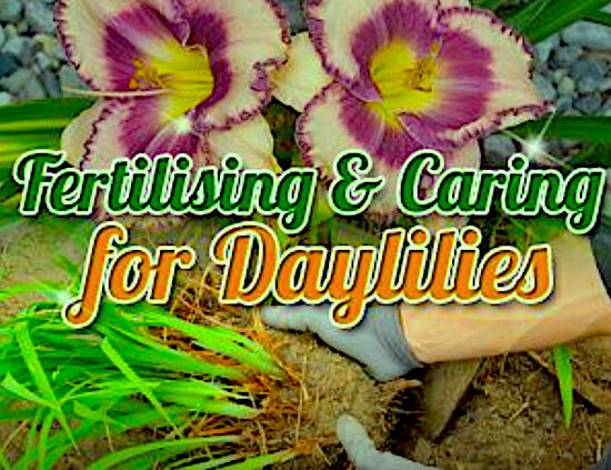 Fertilising and Caring for Daylilies