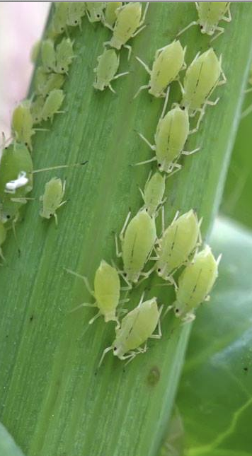 Life cycle of an Aphid