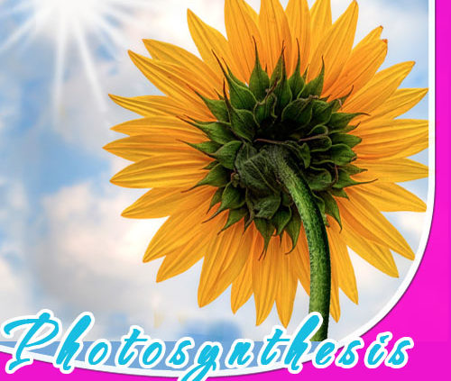 Image displaying photosynthesis