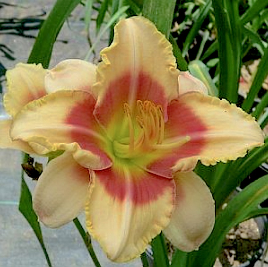 A True Polytepal daylily with 12 stamens and 4 petals