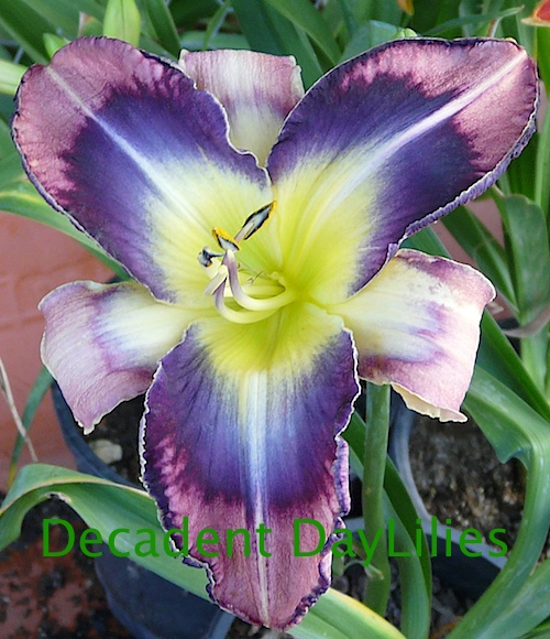 What are Daylilies