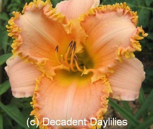 Daylily forestlake ragamuffin with teeth