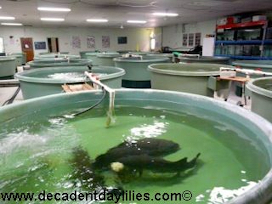 Aquaponics gardening fish in Murray Cod fish in large tanks