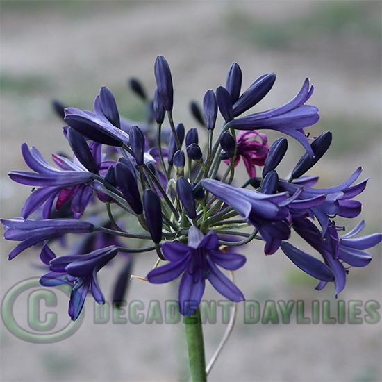 Agapanthus Indigo Dreams dark indigo flowers