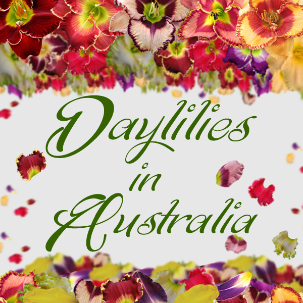 How to Grow Daylilies in Australia