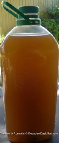 Brewed compost tea in a plastic bottle