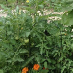 Companion Planting - tomatoes with gold copper rust marigolds