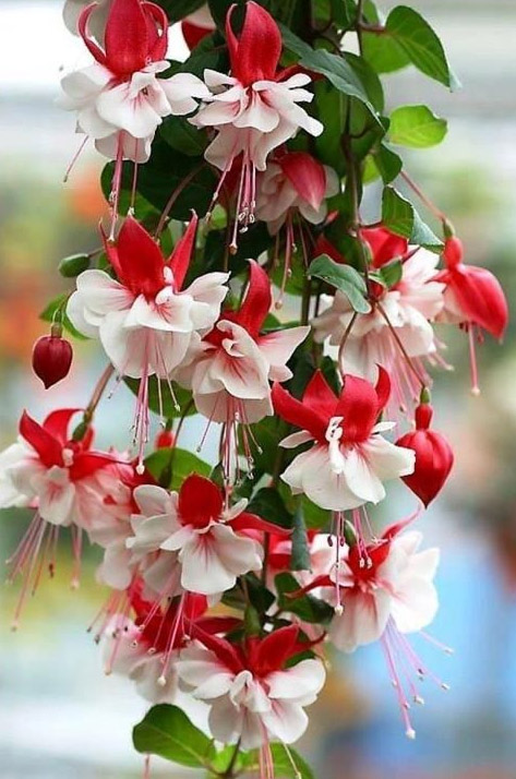 Fuchsia Plant Facts from Seed to Flowering Grow in Hanging baskets