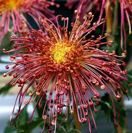 Chrysanthemum Care How to grow Chysanthemums Flowers in your Garden