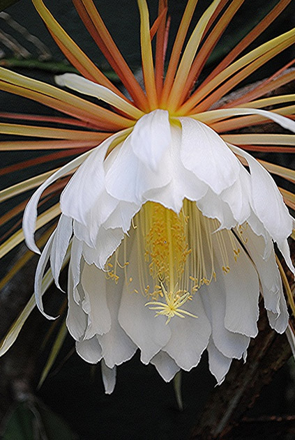 Epiphyllum How to Grow and Care