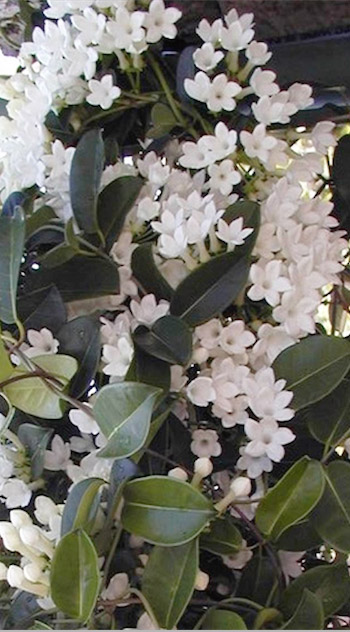 Jasmine Long Flowering Fragrant