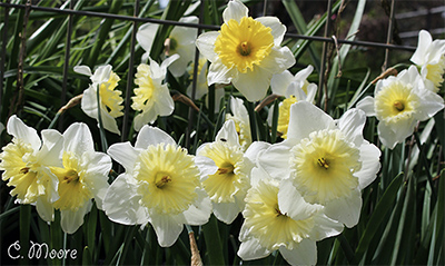 Daffodil Ice Follies