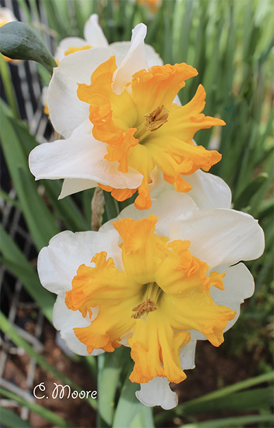 Types of daffodils in Australia