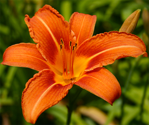 Tropical Daylily Plant Gardening Queensland.