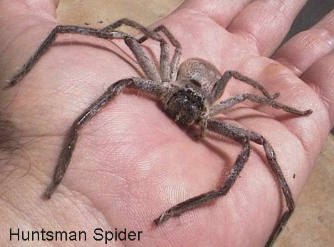 best natural spider pest control methods Huntsman Spider
