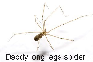best natural spider pest control methods daddy long legs spider copy
