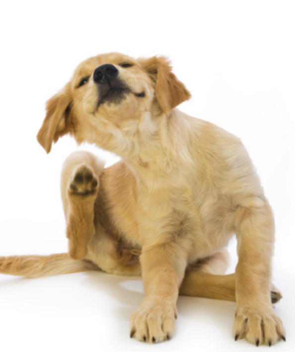 Golden Retriever Puppy Scratching Fleas