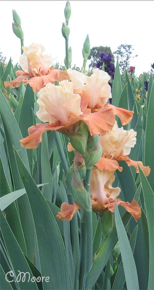 Green Grey leaves Bearded Iris Growing and Planting Tips