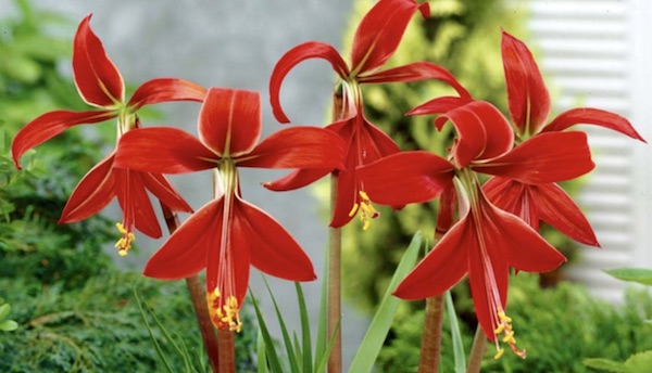 Sprekelia Jackobean Lily vibrant red with long yellow stamens
