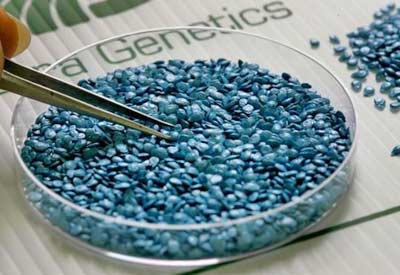 GMO Seeds Or Genetically Modified Seeds, GMO's What are They?
