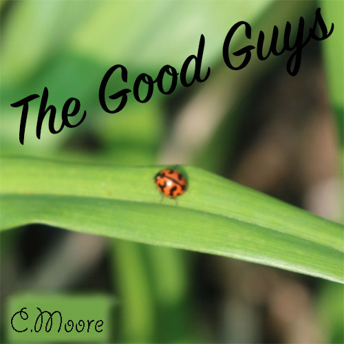 tilstødende Allerede Giftig Attracting Ladybugs to Your Garden - Daylilies in Australia