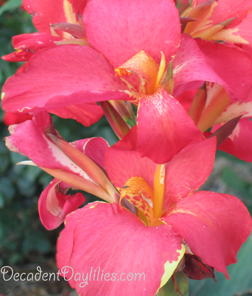 Canna Cannas Or Canna Lilies Daylilies In Australia