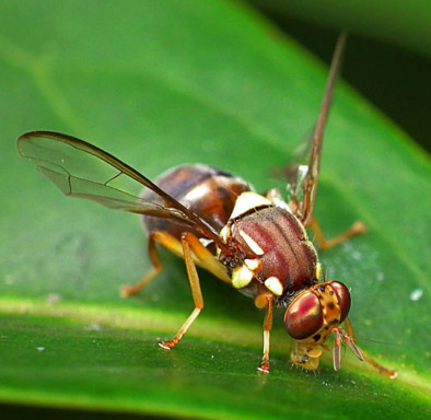 Fruit Fly Control for Gardeners