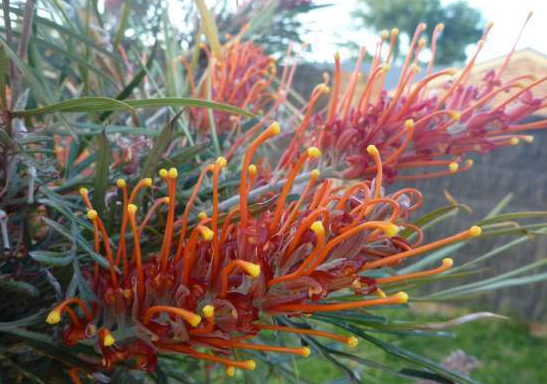 Grevilleas Australian Natives Plants