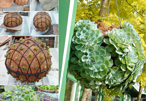 picture of a succulent ball how to put together