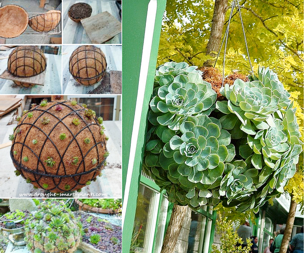 picture of a succulent ball how to put together