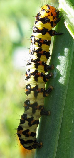 Lily Borer Caterpillar or Kew Arches Amaryllis Borer Or Crinum Borer agapanthus borer