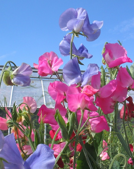 Planting Sweet Peas from Seed to Grow and Flower in Your Garden
