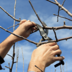 Example of where to prune an apple tree