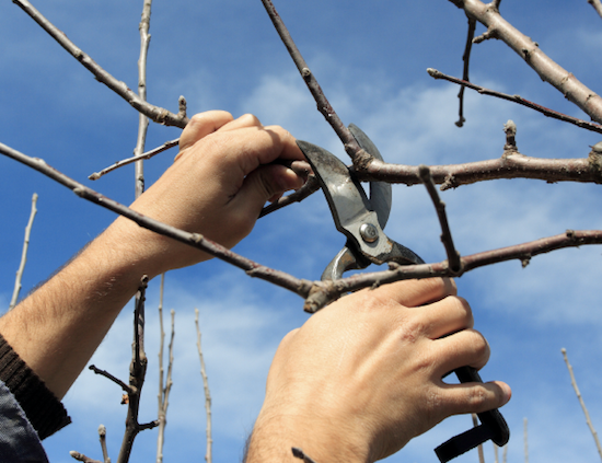 Example of where to prune an apple tree