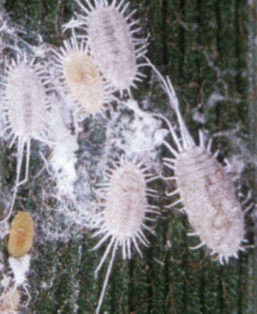 Mobs of white Mealybugs on plants