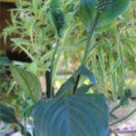 New Peace Lily Plant Garden Green spathe flowers