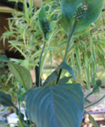 New Peace Lily Plant Garden Green spathe flowers