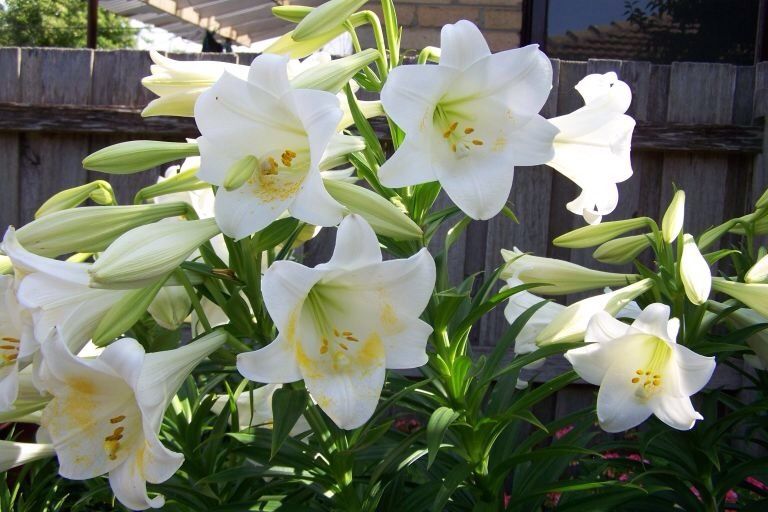 The Facts And Features Of November Lilies Or Christmas Lilies
