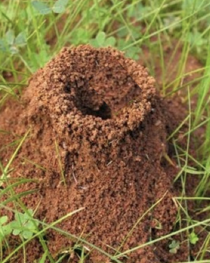 Controlling Ants - How to Get Rid of Ants in Lawns and Gardens