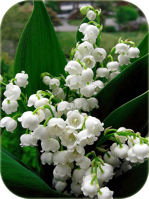 Lily of the Valley Know How to Grow and Plant in the Garden