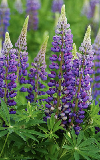 Russell Lupins Perennial Plants