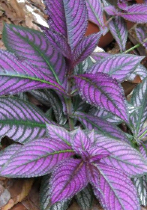 Persian Shield Plant Planting-Propagating-How-to-Grow Indoors and Outdoors in the Garden