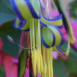 Colourful close up of queens tears flower