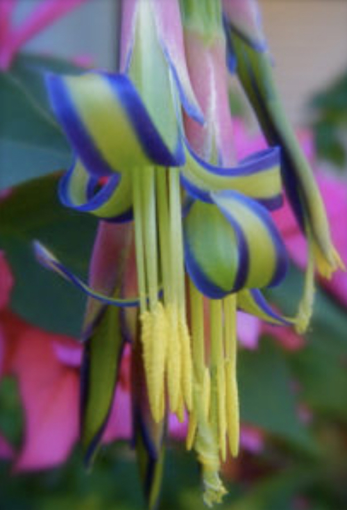Colourful close up of queens tears flower 