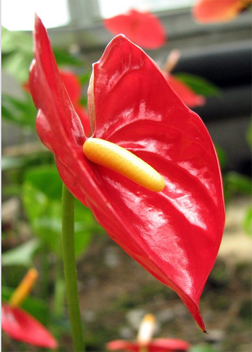 Anthurium Andraeanum How to Grow and Care for Flamingo Flower Plants