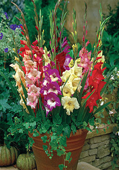 Gladiolus Care growing gladioli in pots or containers